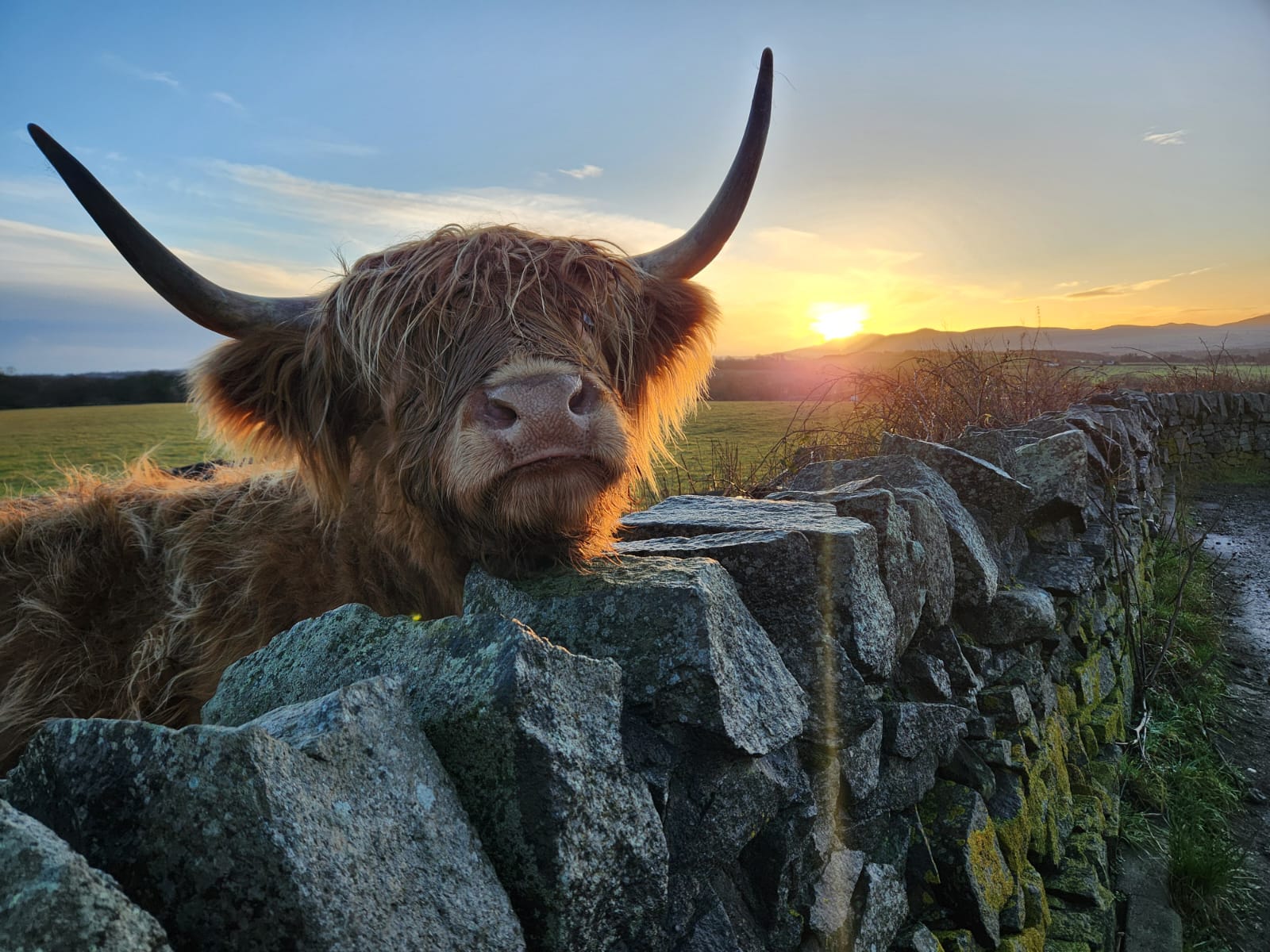 Highland Cow