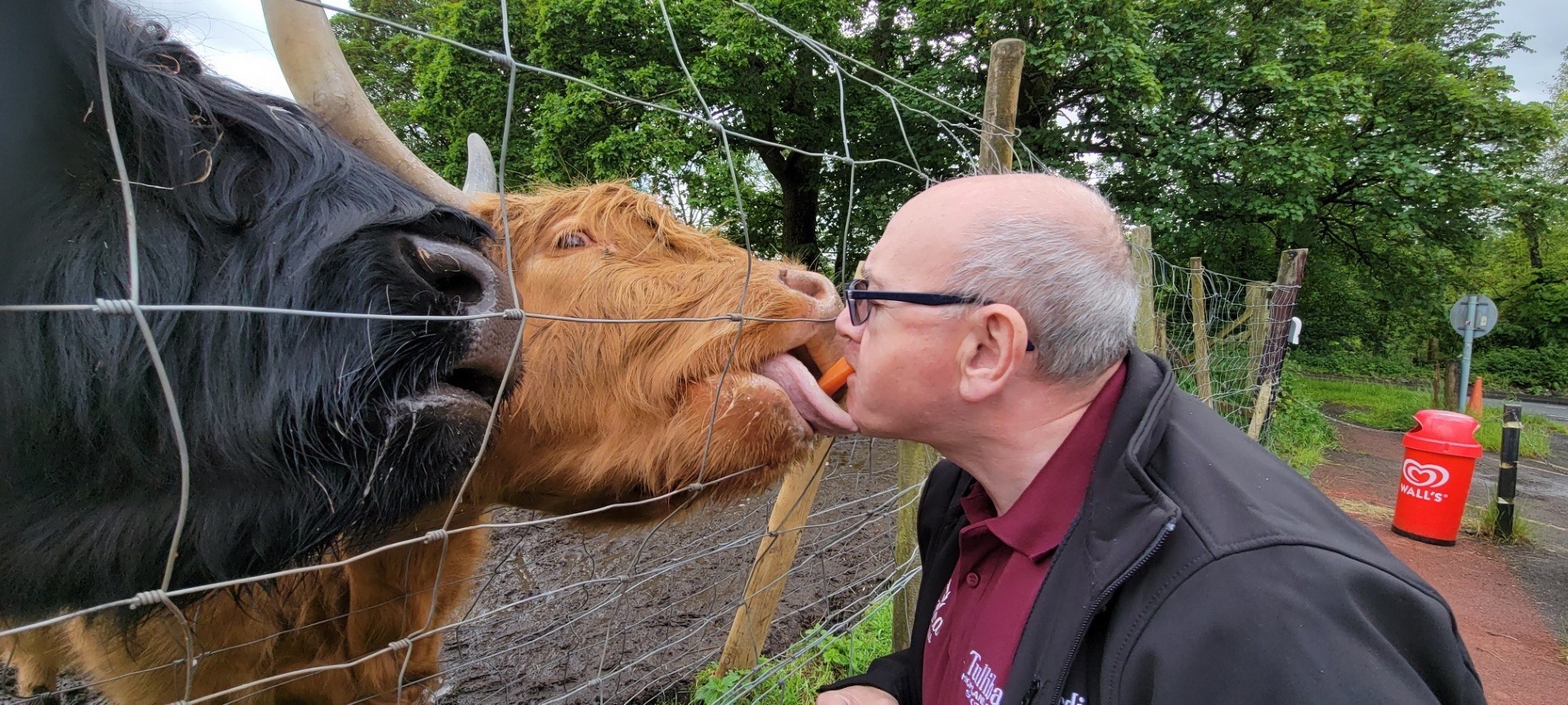 Sergio feeding the 'Hairy Coos'